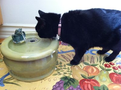 Mommy cat with an Ebi drinking fountain